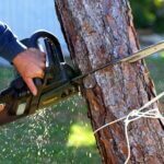 How to Remove a Tree How to Remove a Tree