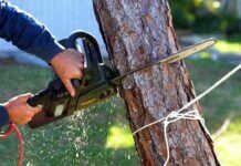 How to Remove a Tree How to Remove a Tree