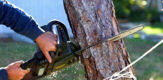 How to Remove a Tree How to Remove a Tree