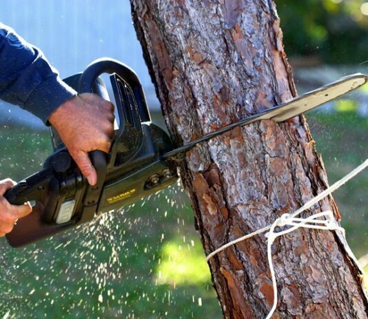 How to Remove a Tree How to Remove a Tree