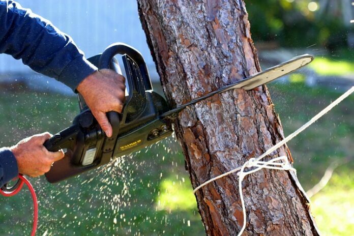 How to Remove a Tree