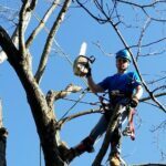 Tree Care Professionals You Can Count on Tree Care Professionals You Can Count on
