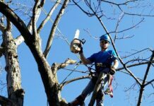 Tree Care Professionals You Can Count on Tree Care Professionals You Can Count on