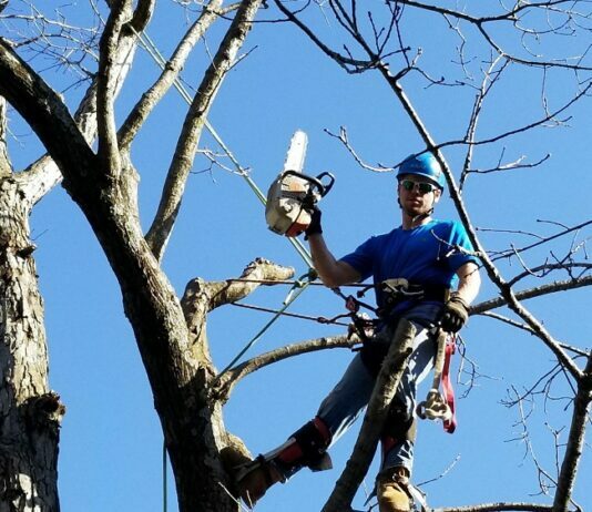 Tree Care Professionals You Can Count on Tree Care Professionals You Can Count on