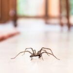 Spider-Proof Your Home: Best Practices for Keeping Them Out Spider-Proof Your Home