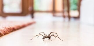 Spider-Proof Your Home: Best Practices for Keeping Them Out Spider-Proof Your Home