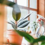 How to Maintain Healthy Plants with Proper Garden Container Care Healthy Plants