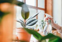 How to Maintain Healthy Plants with Proper Garden Container Care Healthy Plants