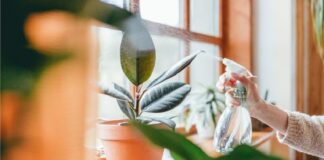How to Maintain Healthy Plants with Proper Garden Container Care Healthy Plants