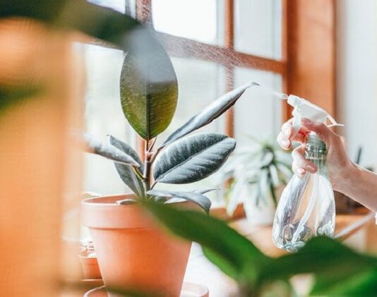 How to Maintain Healthy Plants with Proper Garden Container Care Healthy Plants