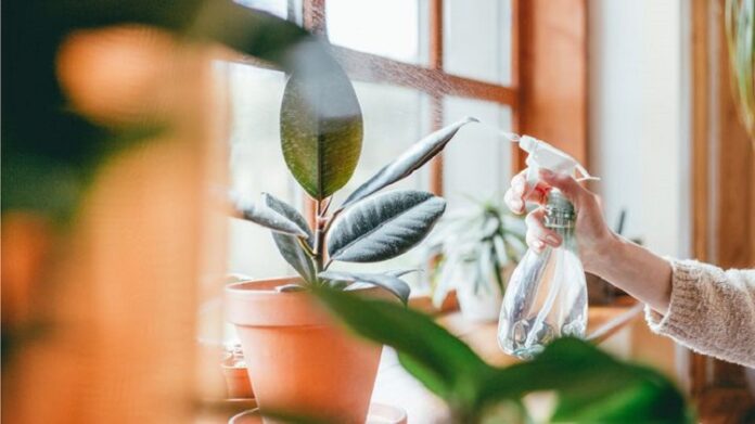 Healthy Plants