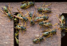 What Problems Do Wasps Bring to Your Home in Manchester? Wasps Bring