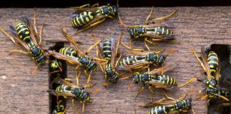 What Problems Do Wasps Bring to Your Home in Manchester? Wasps Bring