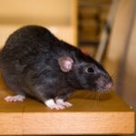 Early Signs You Might Have a Rodent Problem Indoors in Phoenix Rodent Problem