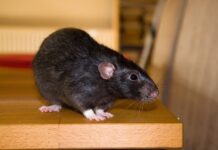 Early Signs You Might Have a Rodent Problem Indoors in Phoenix Rodent Problem
