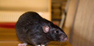 Early Signs You Might Have a Rodent Problem Indoors in Phoenix Rodent Problem
