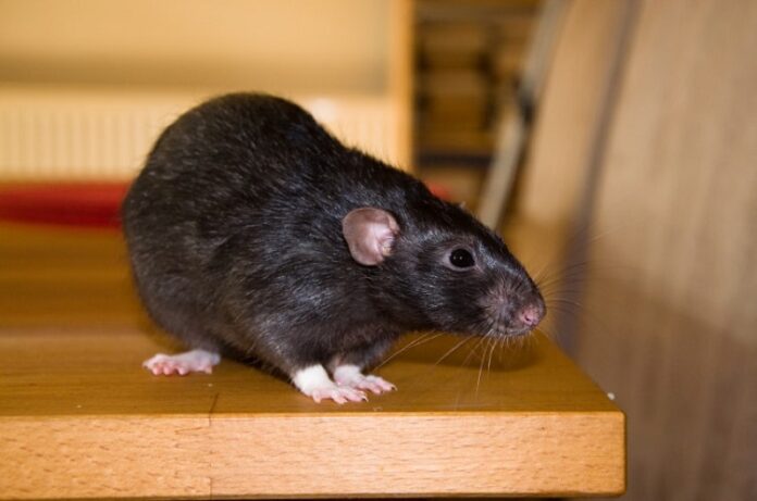 Rodent Problem Rodent Problem