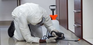 Role of Restaurant Dumpsters in Fueling Rat Problems in Phoenix Pest Control