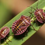 Why Stink Bugs May Invade Metuchen Houses During Cooler Months Stink Bugs