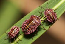 Why Stink Bugs May Invade Metuchen Houses During Cooler Months Stink Bugs
