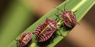 Why Stink Bugs May Invade Metuchen Houses During Cooler Months Stink Bugs